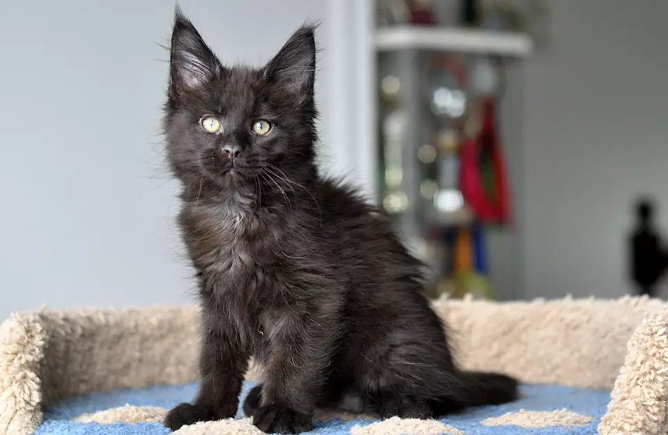 Black Maine Coon (26 photos): Chaton Description, Grand chat pour chat adulte et chat noir avec des yeux verts 11992_16