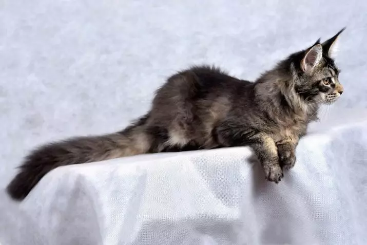 Black Maine Coon (26 argazki): Kitten deskribapena, helduen katu beltza eta katu beltza begi berdeekin 11992_17