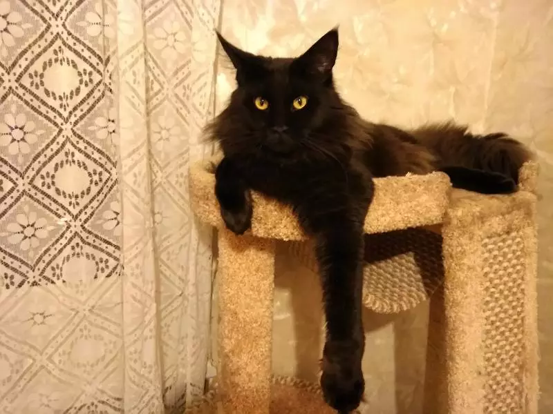 Црна Мејн Кон (26 фотографии): маче опис, голема возрасна мачка црна боја и црна мачка со зелени очи 11992_18