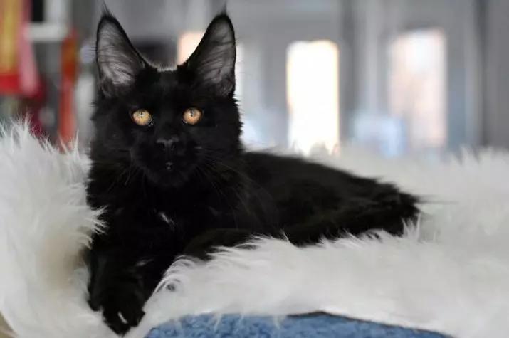 Coon Black Maine (26 wêne): Danasîna Kitten, pisîkek mezin a reş û pisîkek reş bi çavên kesk 11992_2