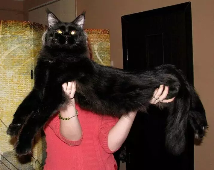 Crna Maine Coon (26 fotografija): Kitten Opis, velika odrasla mačka crna boja i crna mačka s zelenim očima 11992_3