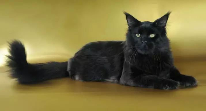 Coon Black Maine (26 wêne): Danasîna Kitten, pisîkek mezin a reş û pisîkek reş bi çavên kesk 11992_4