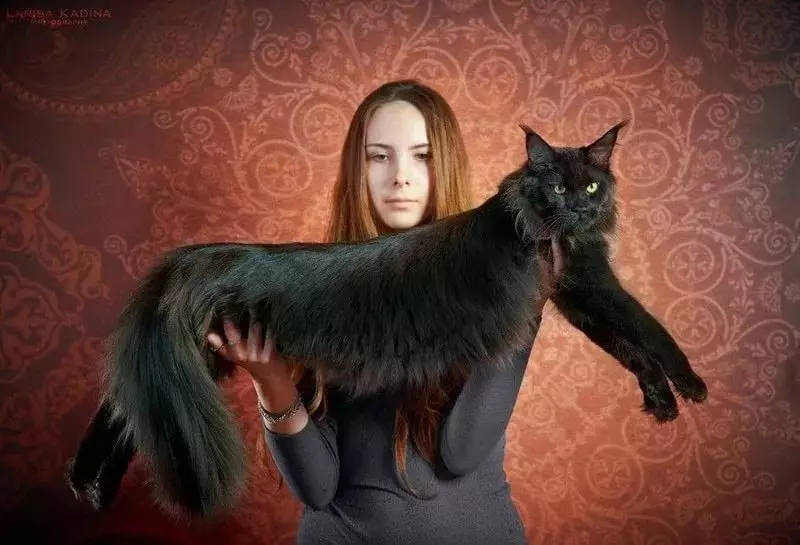 Black Maine Coon (26 nuotraukos): kačiuko aprašymas, didelė suaugusiųjų katė juoda spalva ir juoda katė su žaliomis akimis 11992_7