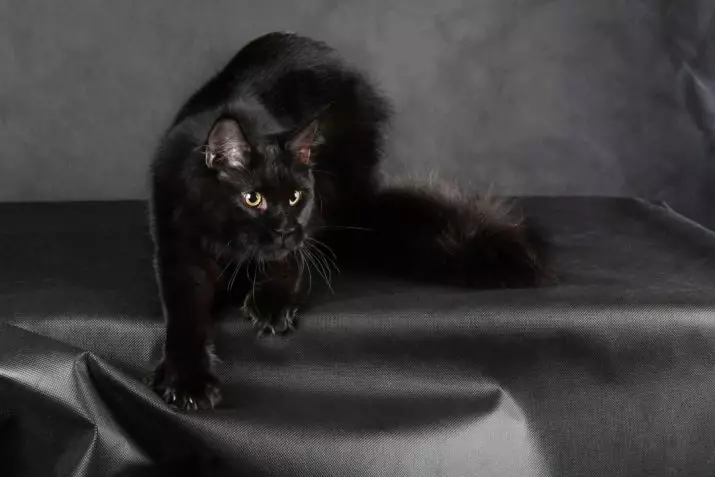 Black Maine Coon (26 foto): Kitten Përshkrimi, ngjyra e madhe e të rriturve me ngjyrë të zezë dhe mace e zezë me sy të gjelbër 11992_8