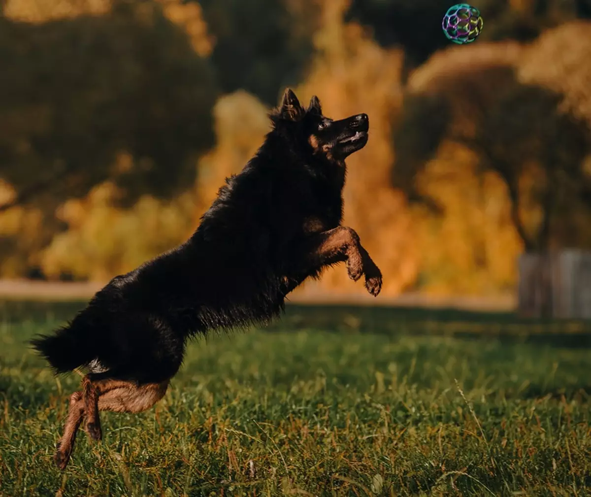Предизвикателство кучета (17 снимки): Когато са кученцата на бохемския Шепърд започва да ходи? Описание на темперамента на шасито 12023_10