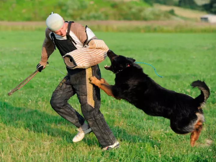 perros reto (17 fotos): Cuando son los cachorros de pastor de Bohemia empiezan a caminar? Descripción del temperamento del chasis 12023_12