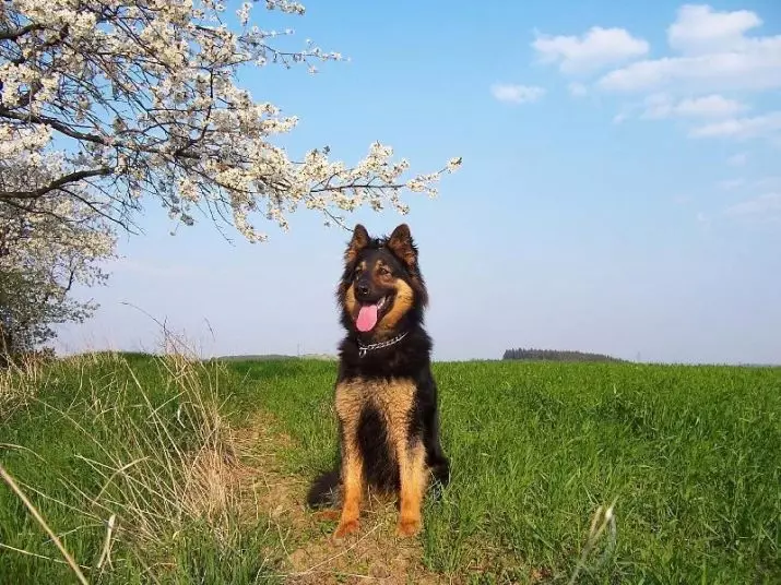 Challenge ძაღლები (17 ფოტო): როდის ლეკვები Bohemian Shepherd დაიწყოს სიარული? აღწერა ტემპერამენტი შასი 12023_4