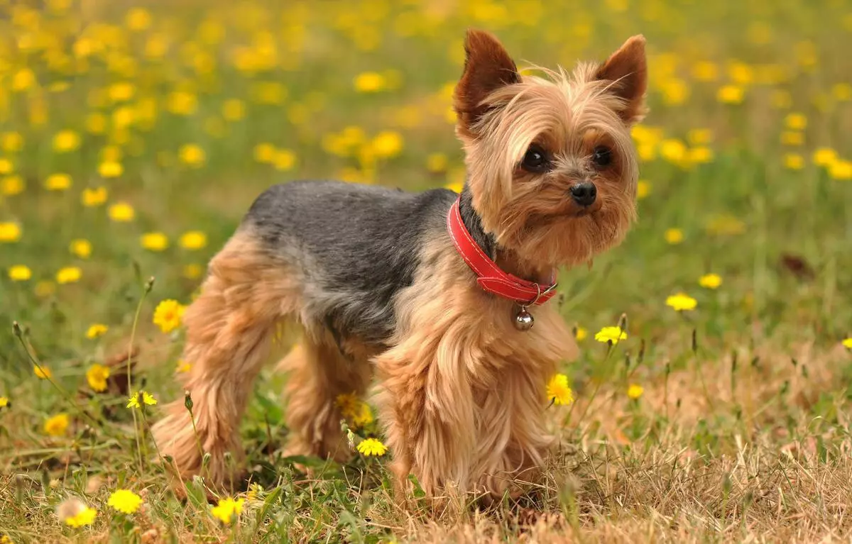 Rasa de câini cei mai sănătoși (33 fotografii): evaluarea animalelor cu sănătate bună. Ce câini mici sunt caracterizați de o sănătate grea? 12026_13