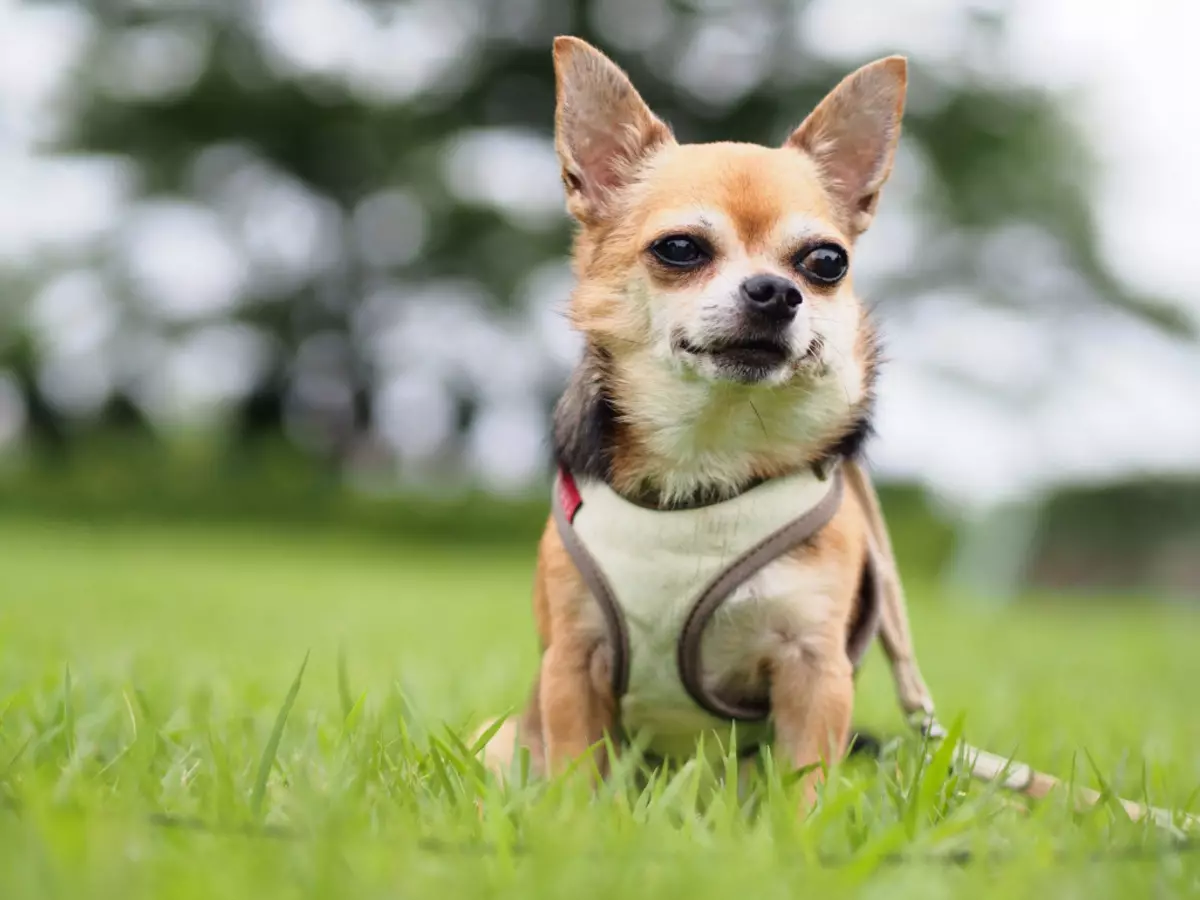Rasen av de mest friska hundarna (33 bilder): betyg av djur med god hälsa. Vilka små hundar kännetecknas av hård hälsa? 12026_16