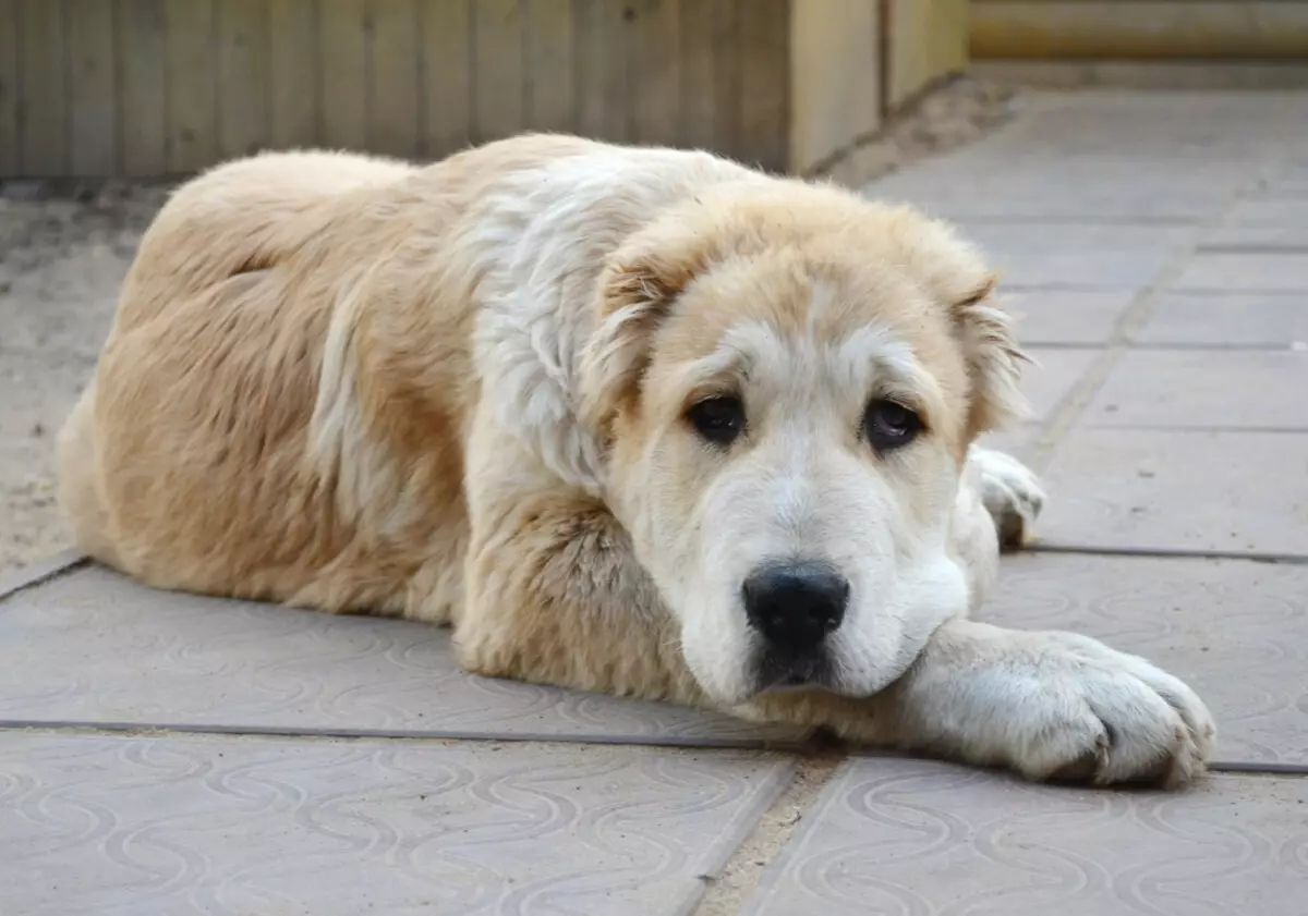 Rasa de câini cei mai sănătoși (33 fotografii): evaluarea animalelor cu sănătate bună. Ce câini mici sunt caracterizați de o sănătate grea? 12026_25