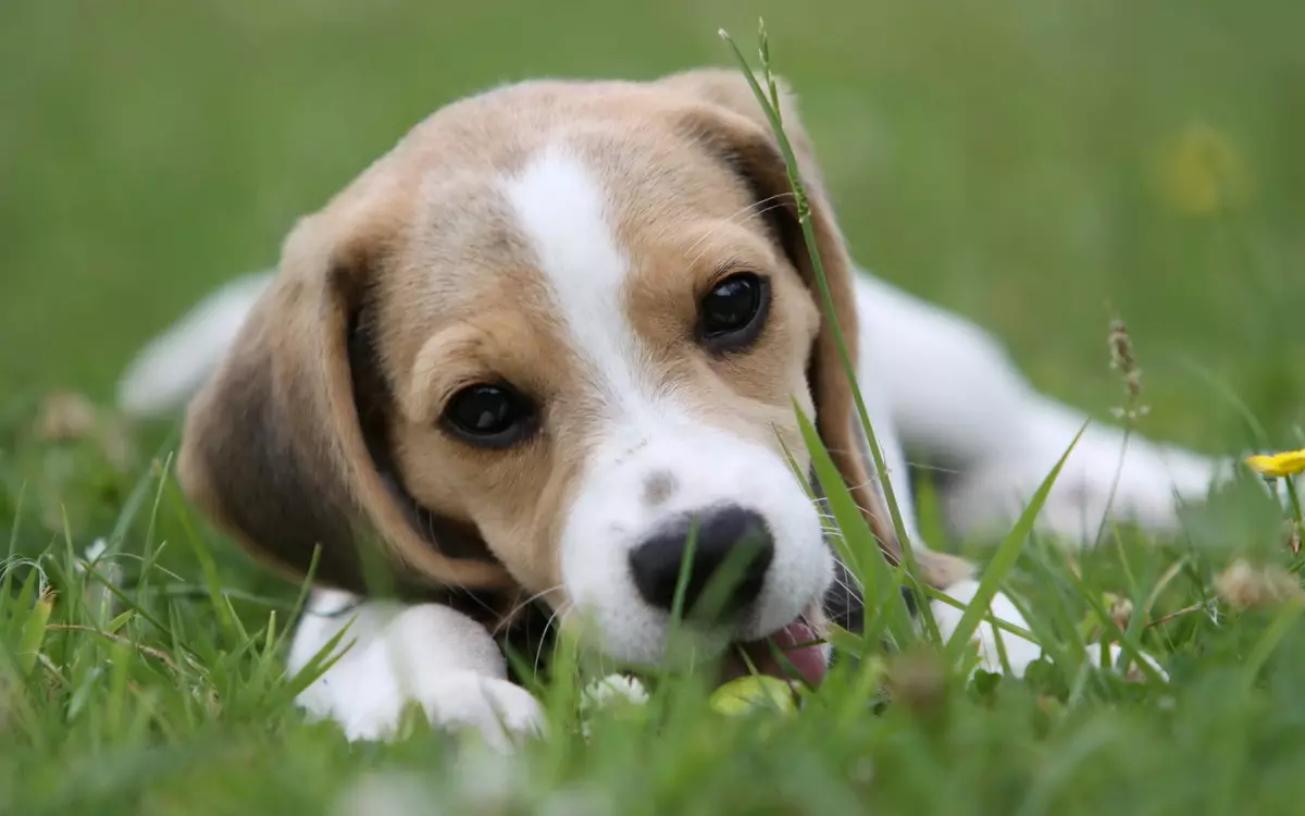 Rasen av de mest friska hundarna (33 bilder): betyg av djur med god hälsa. Vilka små hundar kännetecknas av hård hälsa? 12026_3