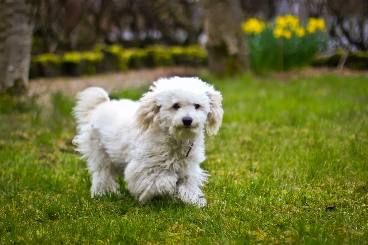 Veselīgāko suņu šķirne (33 fotogrāfijas): dzīvnieku reitings ar labu veselību. Kādus mazus suņus raksturo smaga veselība? 12026_5
