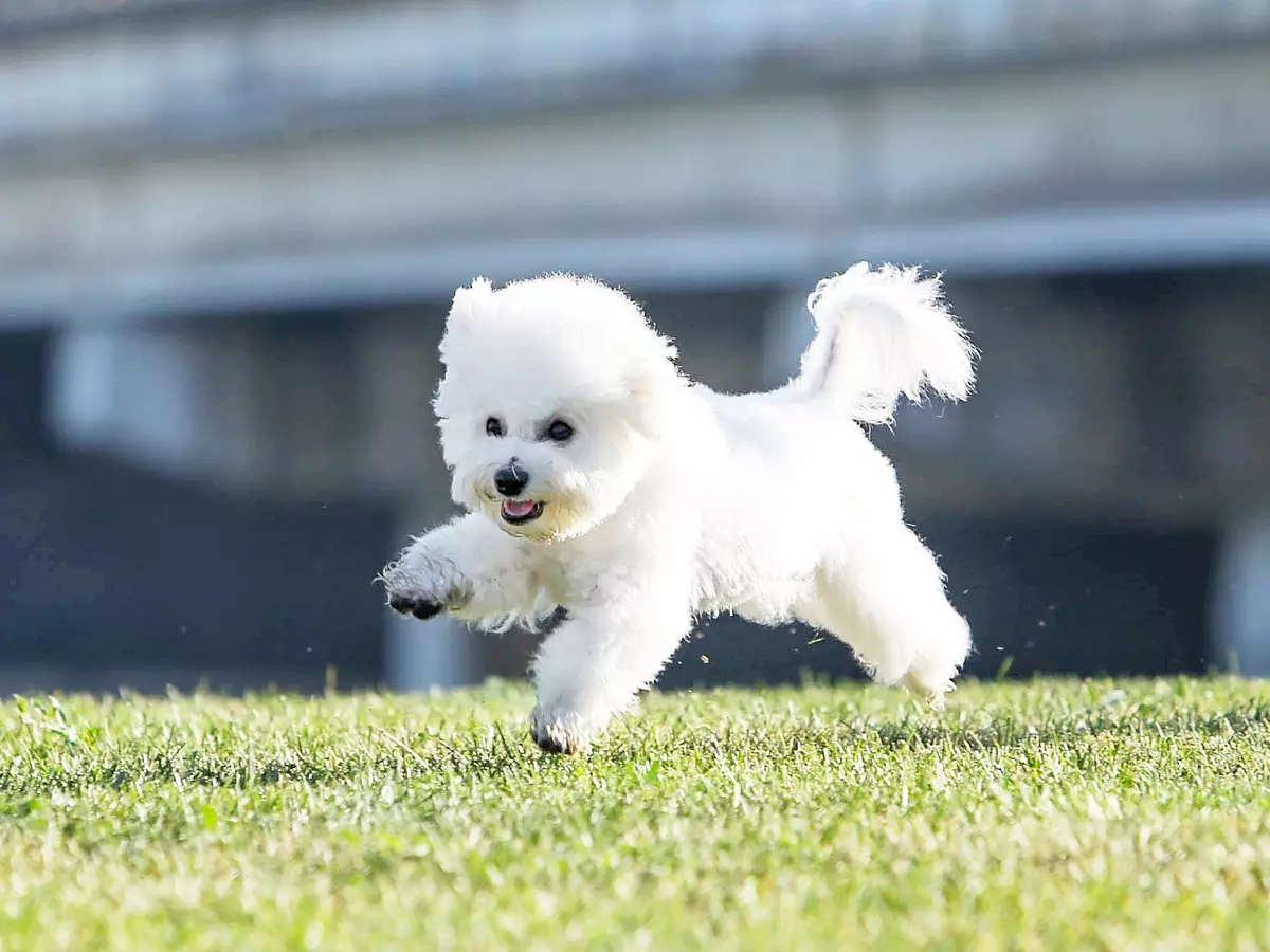 La raça dels gossos més saludables (33 fotos): qualificació d'animals amb bona salut. Quins petits gossos es caracteritzen per una dura salut? 12026_6