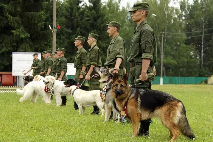 Teenusekoerad (43 fotot): sõjaliste tõugude nimed, koolitus 