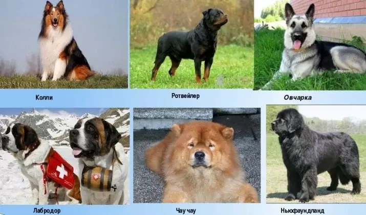 Сервизни кучета (43 снимки): имена на военни породи, обучение 