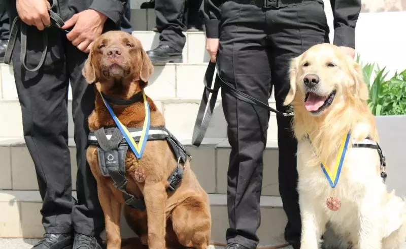 Servisni psi (43 fotografije): Imena vojaških pasem, usposabljanje 
