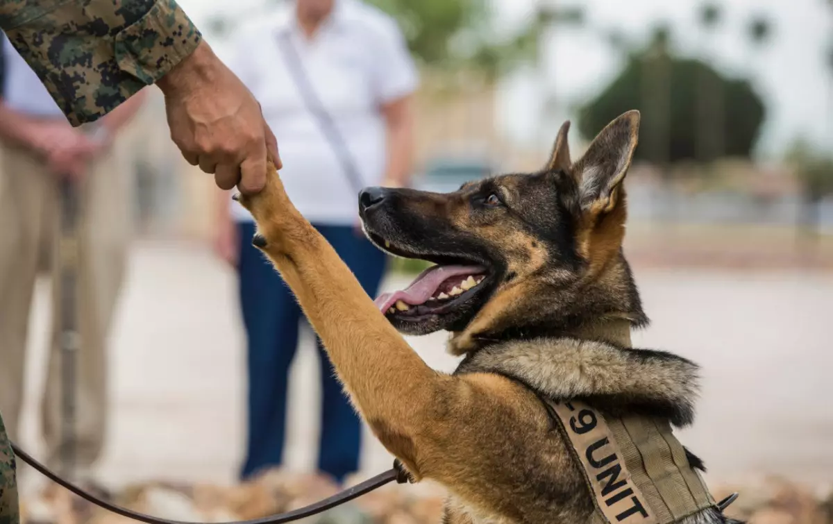 Anjing jasa (43 poto): nami breed militer, pelatihan 