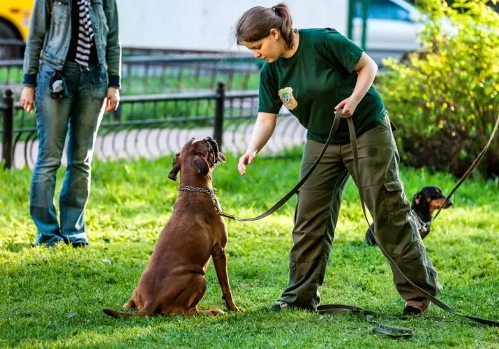 Anjing jasa (43 poto): nami breed militer, pelatihan 
