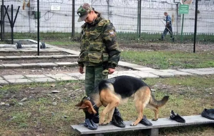 Service hunder (43 bilder): Navn på militære raser, trening 