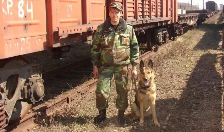 كلاب الخدمة (43 صورة): أسماء السلالات العسكرية والتدريب 