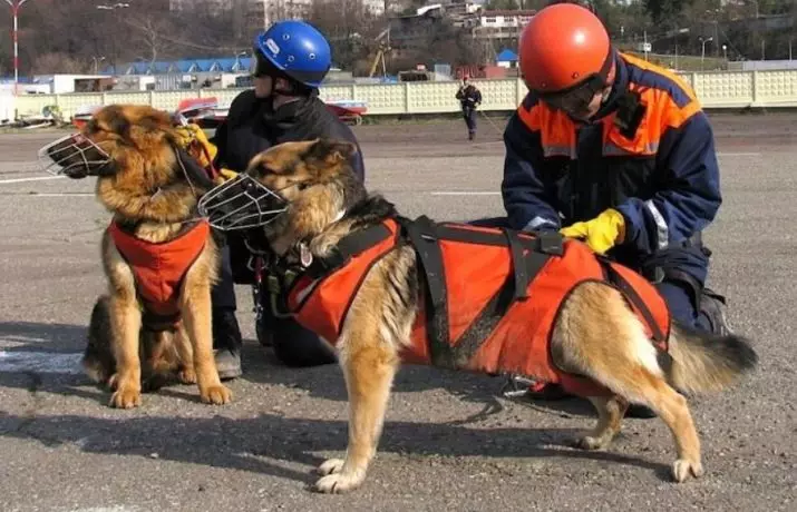 Пси услуге (43 фотографије): Имена војних пасмина, обука 