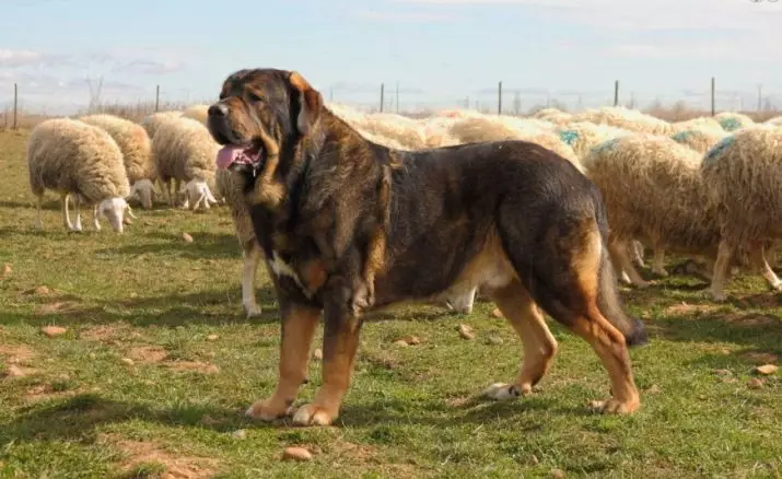 Kûçikên karûbar (43 wêne): Navên nijadên leşkerî, perwerdekirina 