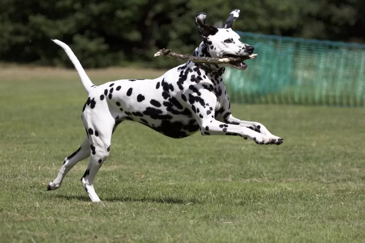 Hunde racer til lejligheder (66 billeder): Hvad bedre at starte? Hvordan vælger du en stille hjemmelavet hund? Regler for indholdet af lejlighedshunde 12038_17