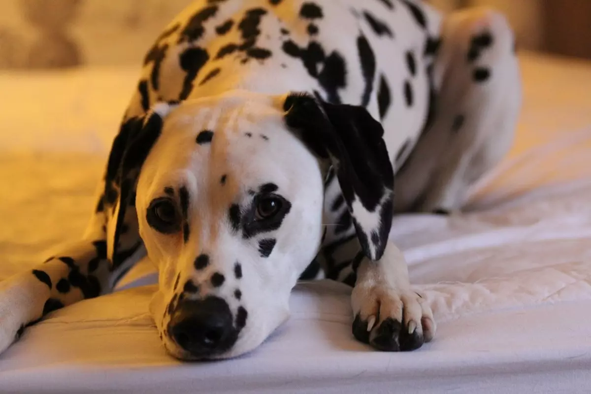 Anjing Breeds for Apartments (66 foto): Apa yang lebih baik untuk memulai? Bagaimana cara memilih anjing buatan sendiri yang tenang? Aturan untuk konten anjing apartemen 12038_18