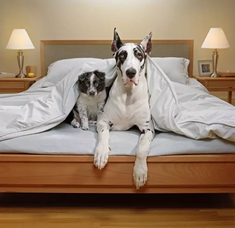 Anjing Breeds for Apartments (66 foto): Apa yang lebih baik untuk memulai? Bagaimana cara memilih anjing buatan sendiri yang tenang? Aturan untuk konten anjing apartemen 12038_3