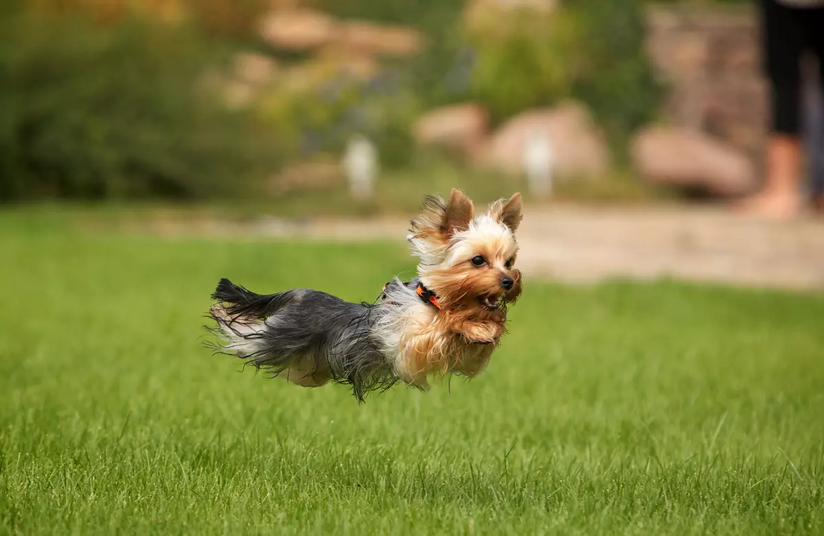 Hunde racer til lejligheder (66 billeder): Hvad bedre at starte? Hvordan vælger du en stille hjemmelavet hund? Regler for indholdet af lejlighedshunde 12038_54