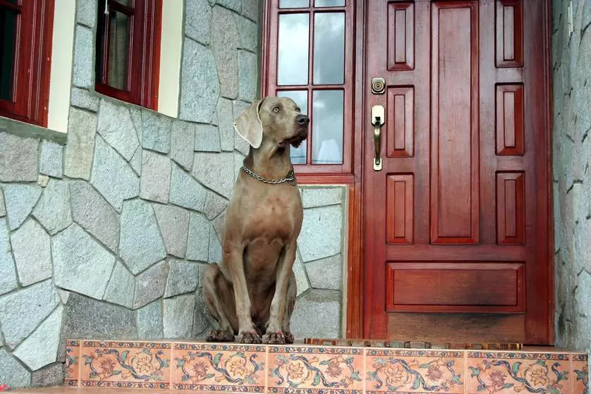 Anjing Breeds for Apartments (66 foto): Apa yang lebih baik untuk memulai? Bagaimana cara memilih anjing buatan sendiri yang tenang? Aturan untuk konten anjing apartemen 12038_6