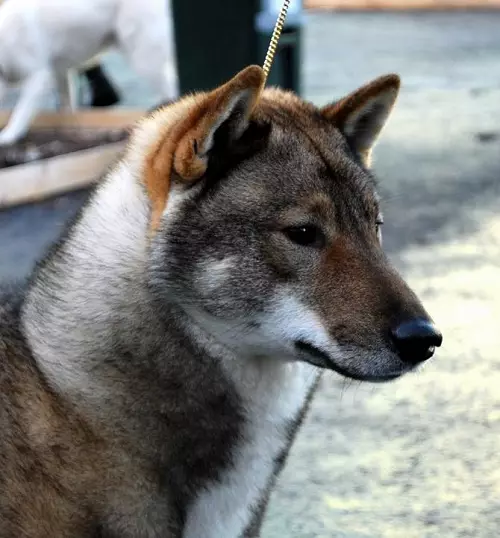 Sikoku (23 fotografije): Značajke pasmine pasa, sadržaj CTI-INU i njegu o njima 12041_2
