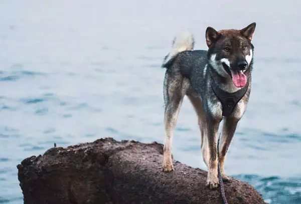 Sikoku (23 fotografije): Značajke pasmine pasa, sadržaj CTI-INU i njegu o njima 12041_8