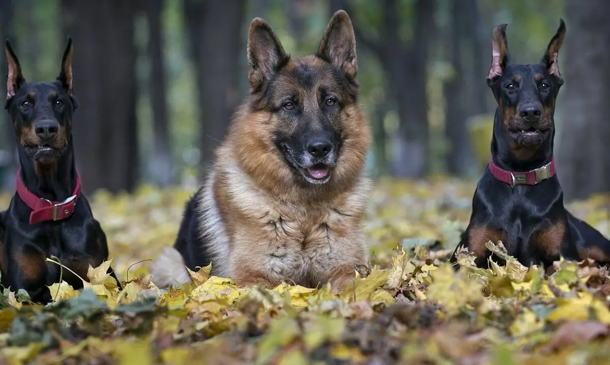 Fets interessants sobre els gossos: la informació més increïble que no coneixeu les races de gossos domèstics 12043_10