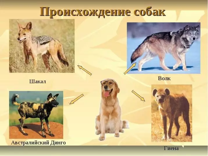 Interessante feiten over honden: de meest verbazingwekkende informatie die je niet wist over de rassen van huisdogs 12043_18
