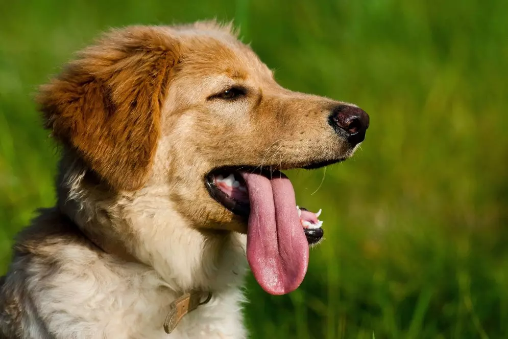 Fets interessants sobre els gossos: la informació més increïble que no coneixeu les races de gossos domèstics 12043_25