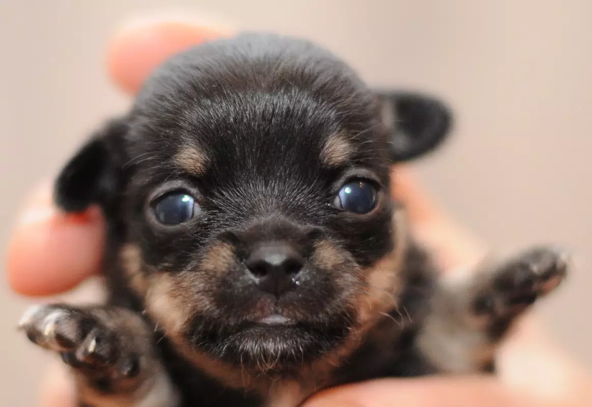 Interessante feiten over honden: de meest verbazingwekkende informatie die je niet wist over de rassen van huisdogs 12043_27