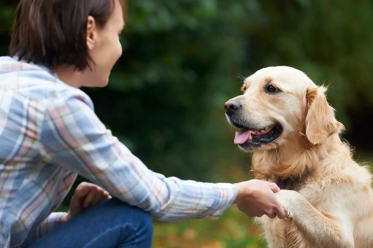 Interessante feiten over honden: de meest verbazingwekkende informatie die je niet wist over de rassen van huisdogs 12043_30