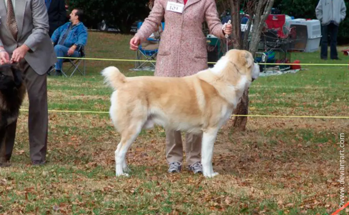 Elevage des races de chiens (58 photos): les meilleurs 