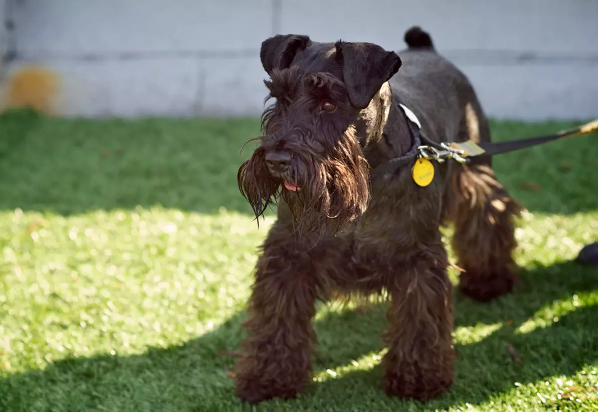 köpek atçylyk tohumlarynyň (58 Suratlar): köçede ýörite öý üçin iň gowy 