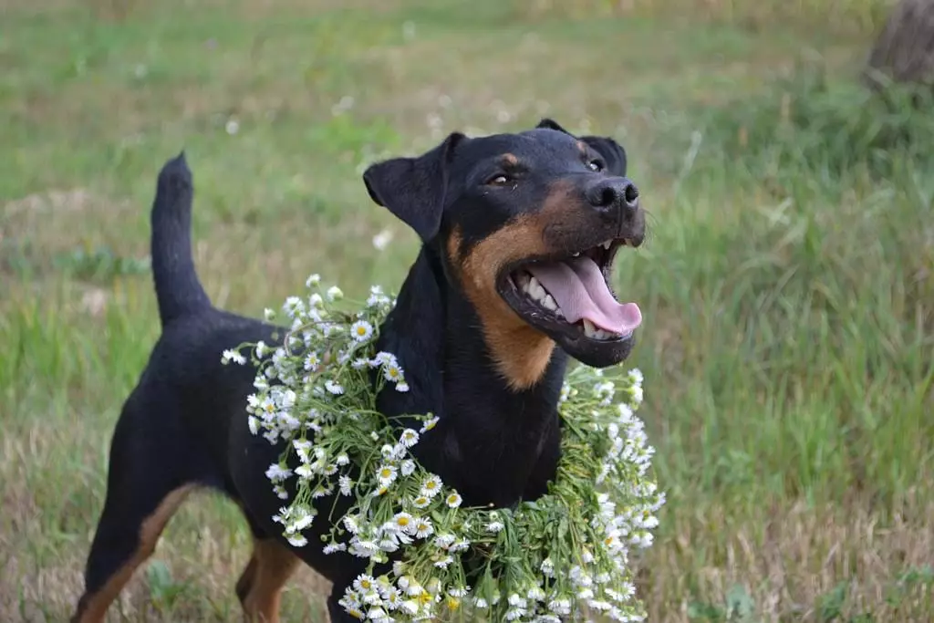 Zuchtrassen von Hunden (58 Fotos): Die besten 