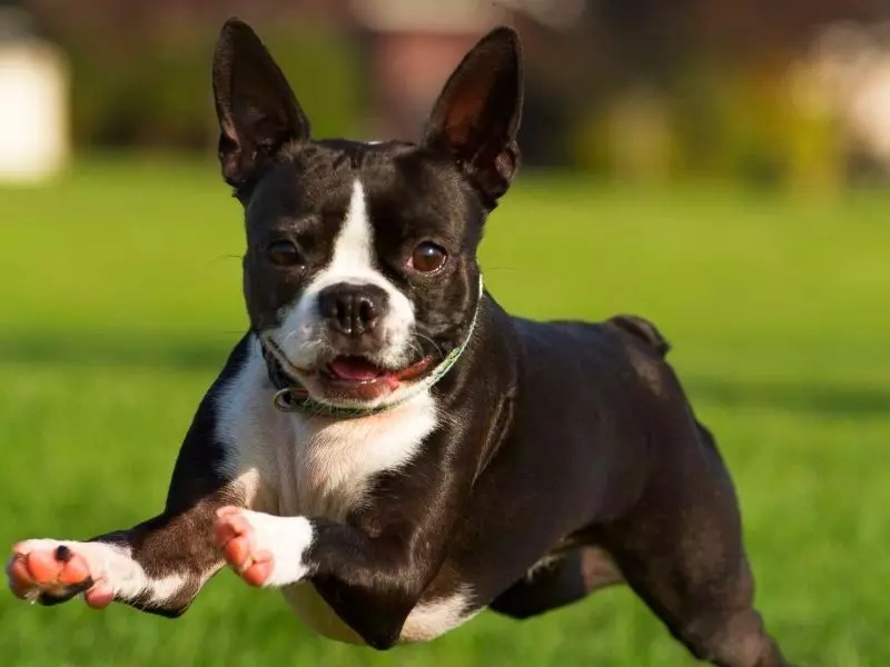 Reproduzir raças de cães (58 fotos): os melhores 