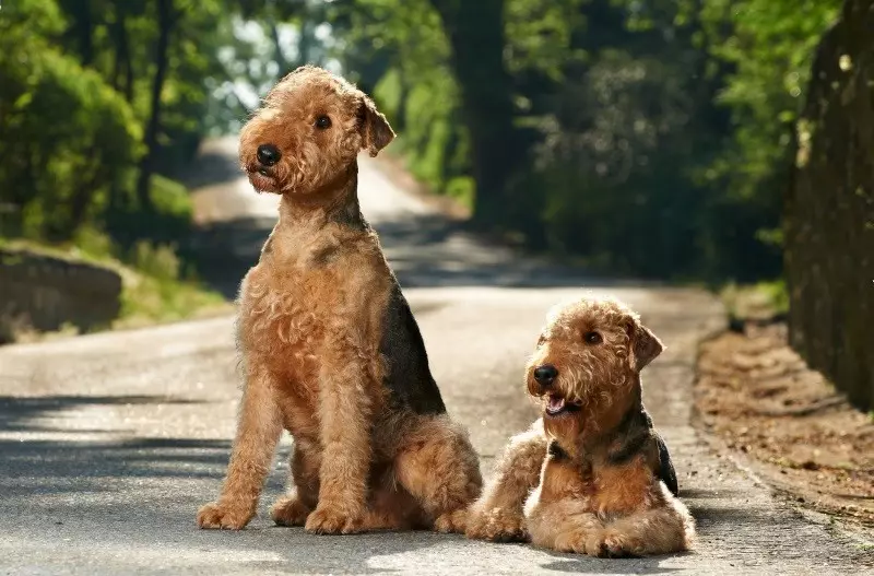 Zuchtrassen von Hunden (58 Fotos): Die besten 