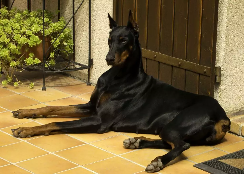 Avlens racer af hunde (58 billeder): De bedste 