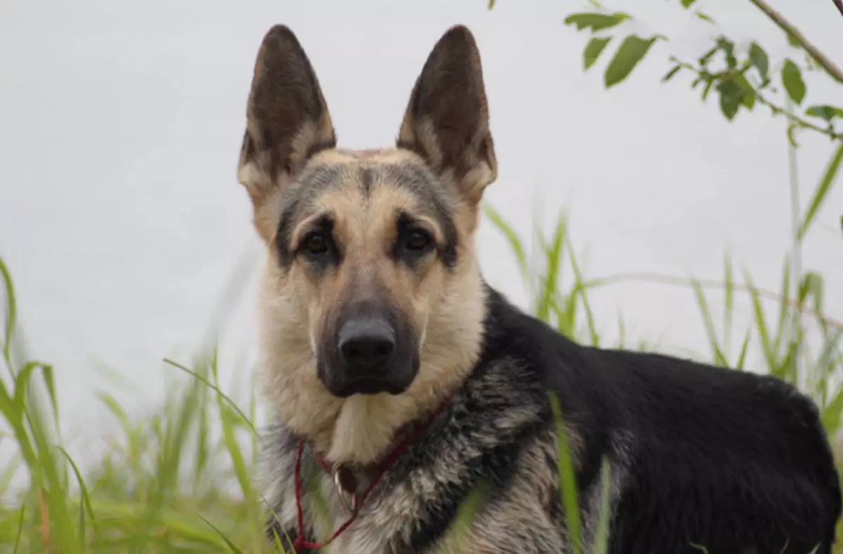 köpek atçylyk tohumlarynyň (58 Suratlar): köçede ýörite öý üçin iň gowy 