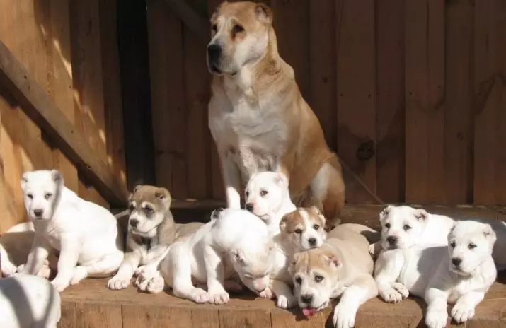 Puppy Metric: Apa itu? Bagaimana cara menukar kartu anak anjing pada silsilah di RKF? Bagaimana cara memeriksa metrik anjing? 12048_2