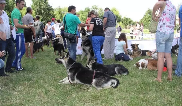 Puppy Metric: რა არის ეს? როგორ გავზარდოთ puppy ბარათი მემკვიდრეობის RKF- ში? როგორ შეამოწმოთ ძაღლი მეტრული? 12048_6