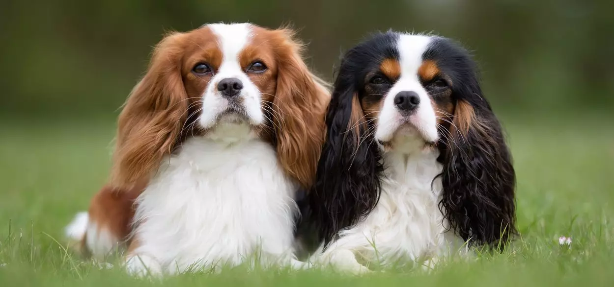 השוואה של גזעי כלבים: עבור מה המאפיינים ניתן להשוות את הגזעים? טבלת השוואה 12049_10