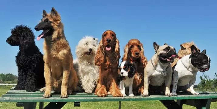 השוואה של גזעי כלבים: עבור מה המאפיינים ניתן להשוות את הגזעים? טבלת השוואה 12049_12
