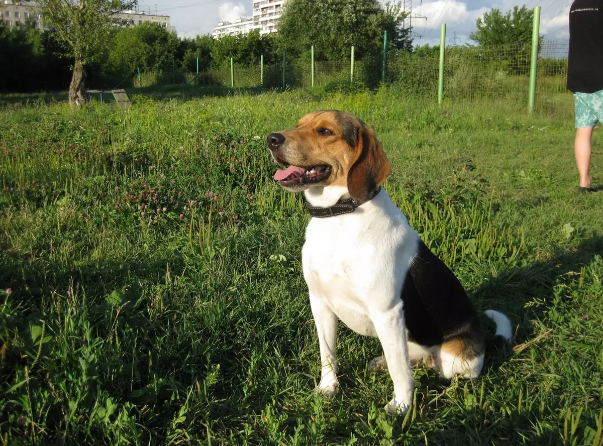 Hunde af hunde (45 billeder): Estisk og engelsk hæld, litauiske hunde og andre arter. Indholdet af jagthunde. Valg af puppy. 12054_18